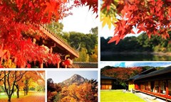＜日本6日游＞北海道の冬日盛宴.双温泉6天游