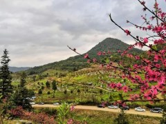 【河源2天】住豪华花园酒店/壕住河源客天下·如素温泉别墅酒店(无限浸泡私家温泉、赠送KTV任唱、麻将任打)、闲逛古色古香客家小镇、任摘任吃早春第一果枇杷、客家女奇妙乐园、探索千年古城、吃舌尖美味二天精
