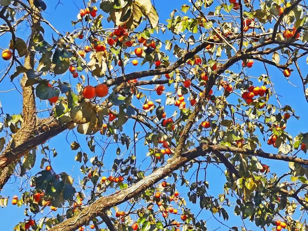 【韶关2日】秋摄红叶 新丰红叶世界.东华寺.湖心坝.住翁源龙泰酒店 2 天